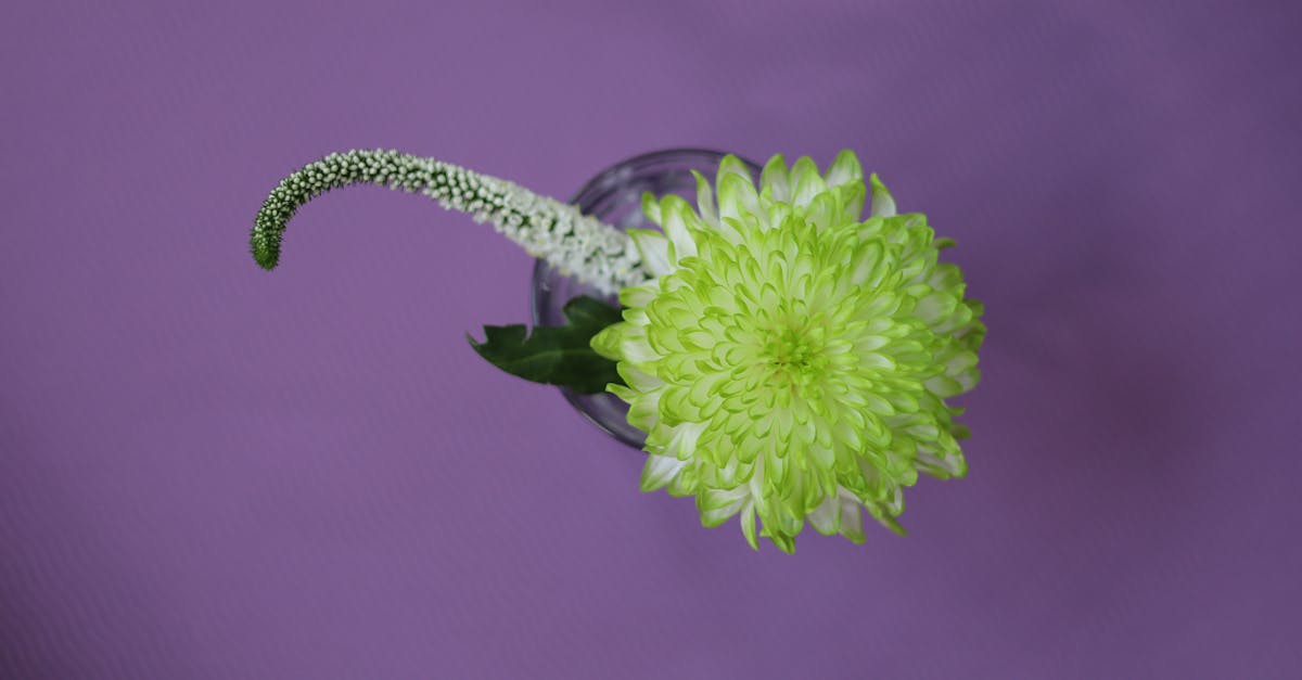 découvrez les multiples facettes du célibat à travers nos articles inspirants. explorez des conseils pratiques, des témoignages et des réflexions sur l'épanouissement personnel en période de célibat, pour en faire une période enrichissante de votre vie.