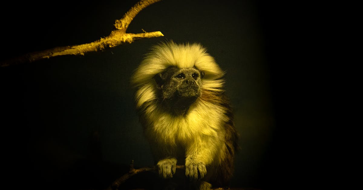 découvrez les différentes facettes de la célibat : ses avantages, ses défis et comment en tirer le meilleur parti. explorez l'importance de la découverte de soi et de la croissance personnelle durant cette période enrichissante de la vie.